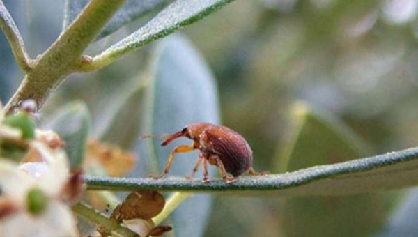 Ρυγχίτης της ελιάς